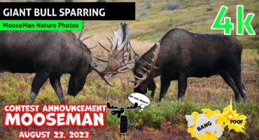 2 Giant Alaska bull moose sparring match early in the rut light sparring