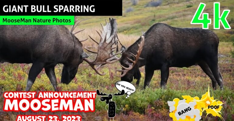 2 Giant Alaska bull moose sparring match early in the rut light sparring