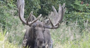 Avant le rut de l'orignal | Calendrier photographique vidéo MooseMan