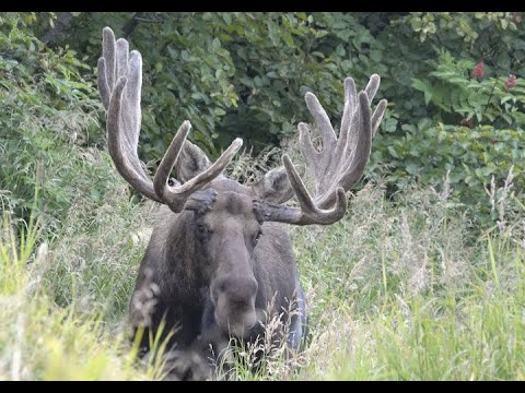 Avant le rut de l'orignal | Calendrier photographique vidéo MooseMan