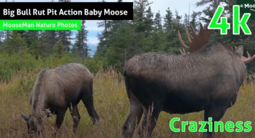 Big Bull Rut Pit Action Baby Moose Adds Craziness