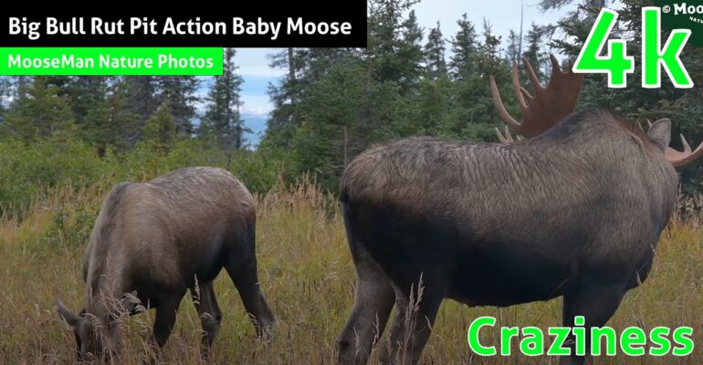 Big Bull Rut Pit Action Baby Moose Adds Craziness