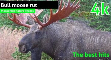 Bull Moose Rut : Les meilleurs succès