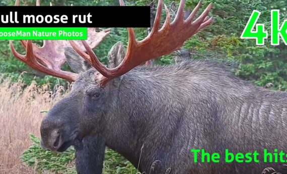 Bull Moose Rut : Les meilleurs succès