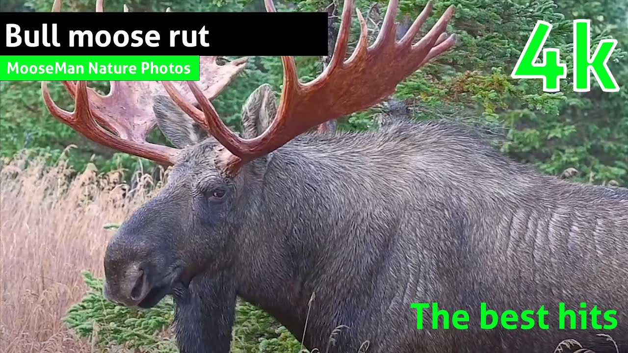 Bull Moose Rut : Les meilleurs succès