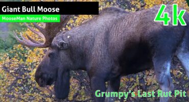 Élan géant Le dernier rut de Grumpy Pit