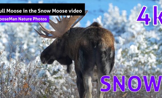 Notre orignal mâle préféré dans la neige Vidéo de l'orignal