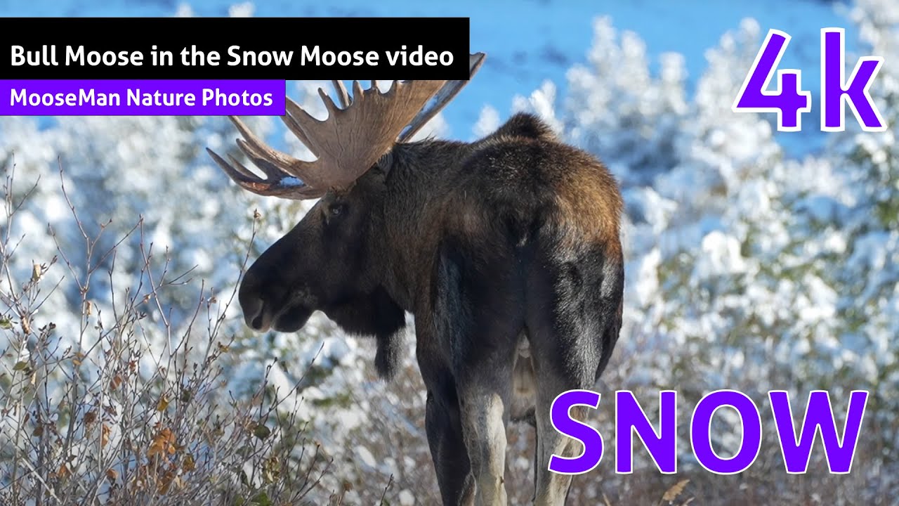 Notre orignal mâle préféré dans la neige Vidéo de l'orignal