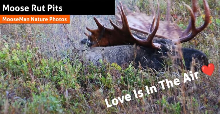 Tout sur les fosses à ornières et le ratissage de Big Moose