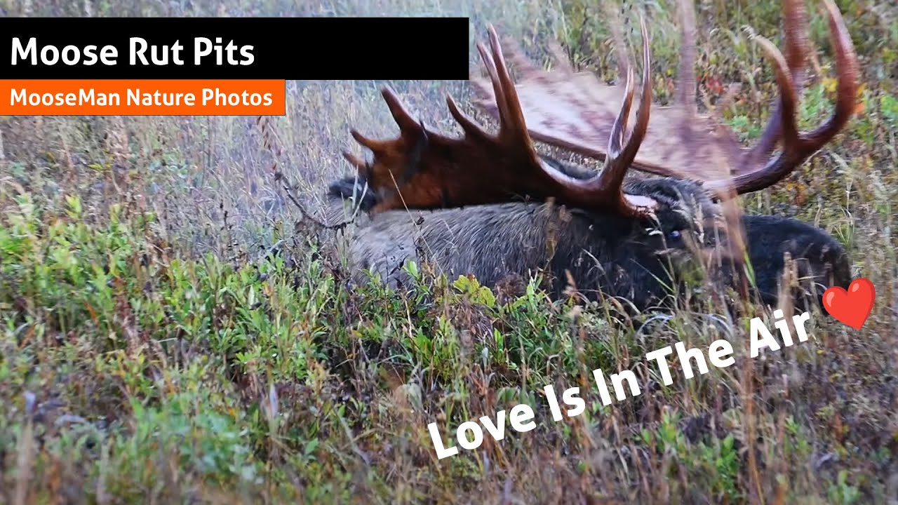 Tout sur les fosses à ornières et le ratissage de Big Moose