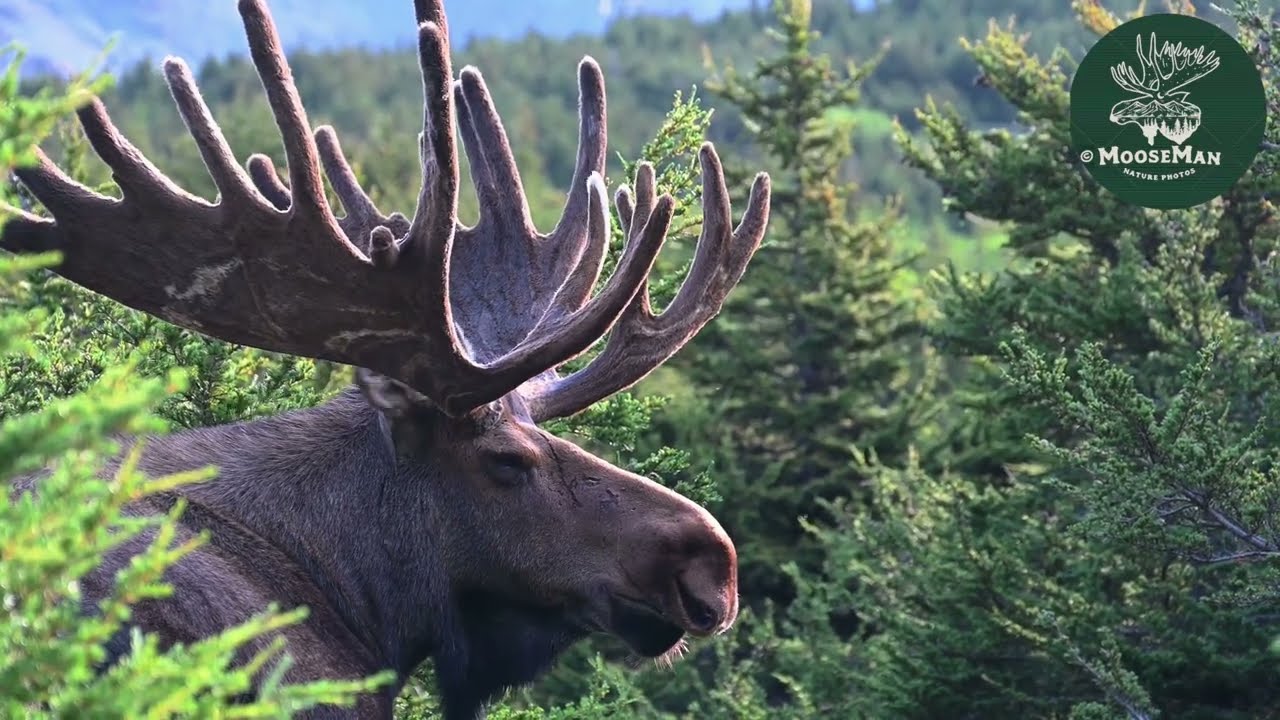 Un énorme orignal de l'Alaska avant le rut | MooseMan Video Photography Calendar