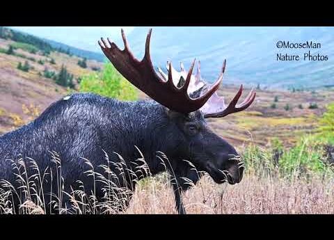 Un taureau s'approche, creuse une fosse à ornières, mais n'a pas de preneur | MooseMan Video Photography Calendar