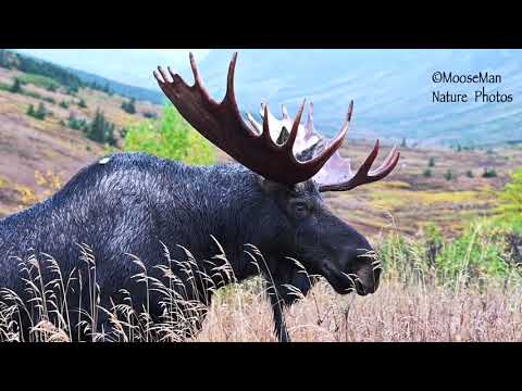 Un taureau s'approche, creuse une fosse à ornières, mais n'a pas de preneur | MooseMan Video Photography Calendar